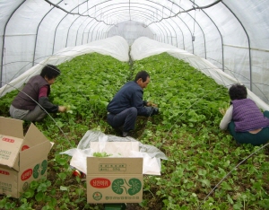 청양 봄나물 머위 수확, 봄내음 ‘폴폴’