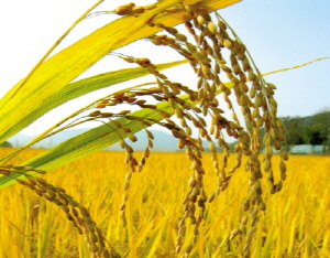 청양 쌀 이름을 지어주세요