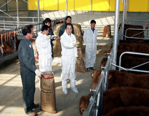 작지만 매운 청양군 구제역 싸움에서 승리