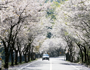 아름다운 벚꽃과 함께 즐기는 농촌체험