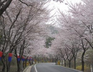 환상적인 벚꽃길 따라 장승 축제로 GO!