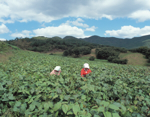 청양 콩 명품화사업 추진