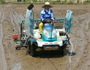 못자리 없는 벼농사시대 본격 개막