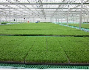 벼 예비육묘 칠보벼 5000상자 지원