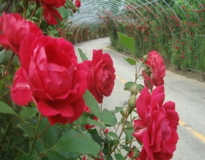 장미터널에서 추억을 만드세요