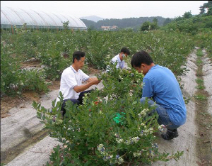 청양, 푸른빛의 건강과실 블루베리 본격 출하