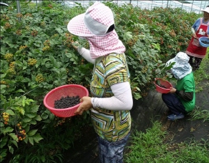청양, 칠갑산 복분자딸기 수확 한창... 틈새작물로 인기!!