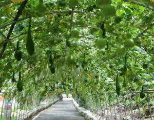 1,700m 터널에 조롱박이 주렁주렁