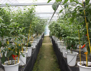 신기한 세계 고추가 여기 다 모였네