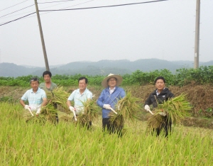 올해 첫 벼베기 풍년 농사 서막 열어
