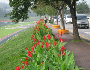 백세공원 칸나 꽃 활짝