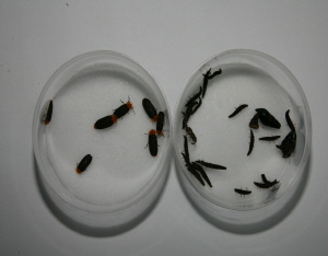 청양은 온통 반딧불이 천국