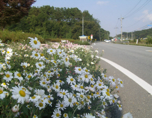 목면 36번 국도, 가을 향기 물씬