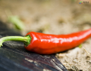 청양하면 떠오르는 것은? 고추, 환경친화적 고장