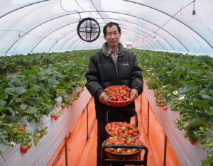 “청양 칠갑산 친환경 고설재배딸기 본격 수확”
