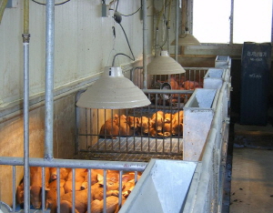 한파가 지속되는 겨울 축사 안전관리로 축사 화재 예방 당부