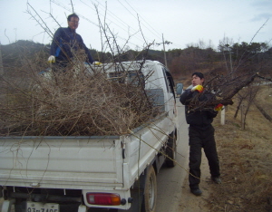 봄이면 매화꽃이 만발한 화성!!