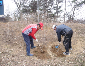 칠갑산에서 백진달래 향기로 봄을 만끽하세요!