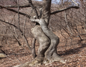청양군 정산면에서 ‘사랑나무’ 발견
