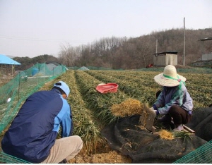 대한민국 맥문동주산단지 맥문동연구회원 수확 구슬땀 시작