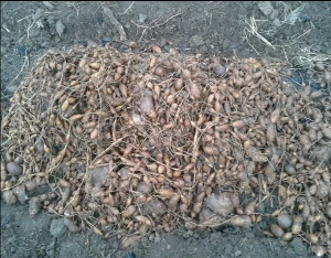 ‘힘이 나는 감자’ 아피오스 수확