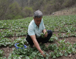 청양, 산나물의 제왕 ‘곰취’ 수확 한창