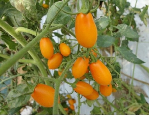 청남면의 자랑 ‘구기자 방울토마토’