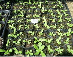 청양군 칠갑산 토종 흰민들레 증식 성공