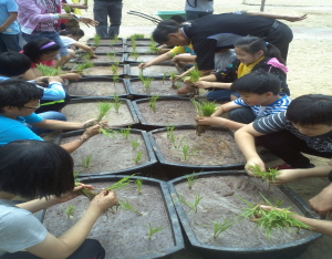 청양군, 학교 모내기 체험행사 진행