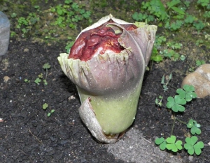 청양고추문화마을에 두 번째 시체 꽃 개화 임박