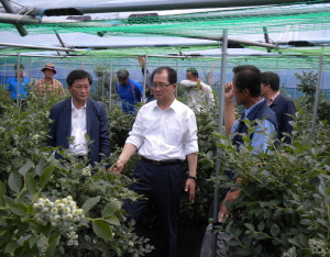 ‘청양군, 세계 10대 건강식품 블루베리 본격 출하’