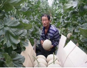 최고의 맛 ‘청양멜론’의 달콤한 유혹