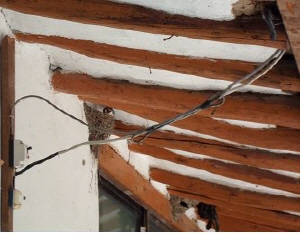 “청양군, 오랜만에 반가운 손님 돌아와”