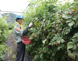 “칠갑산 토종복분자로 건강지키세요”