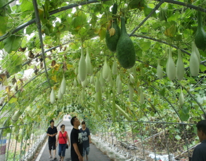 “우와~ 동화속의 조롱박세상이다”