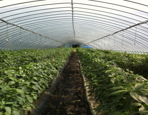 청양군 고추비가림시설 집중지원...효과 만점!!