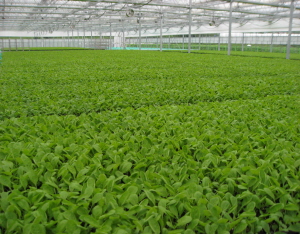 ‘가을 김장용 배추우량묘 농가에 공급해’