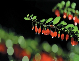 청양구기자 농산물우수관리(GAP)인증 획득