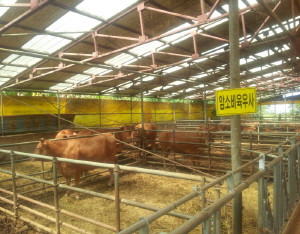 청양군, 가축 사육단계 HACCP 농장지정 등 친환경 축산의 중심지로!