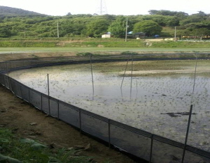청양군, 친환경 미꾸라지 농법 성공!