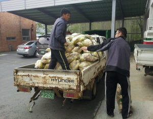 직접 가꾼 김장용 무, 어려운 이웃을 위해 기탁