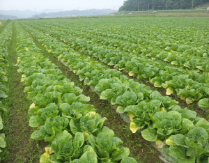 청양군, 기후변화에 대응하는 김장채소 관리는 이렇게!