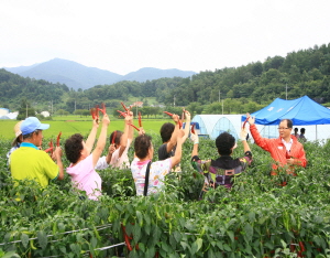 대한민국 대표 청양고추!!