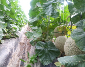 시설하우스 겨울나기 준비, 보온관리로 난방비 40% 절감