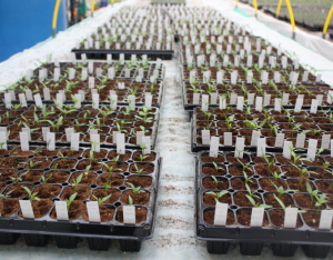 세계 고추 품종, 청양에 모두 모였네