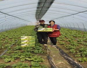 산나물의 제왕 곰취 수확 한창