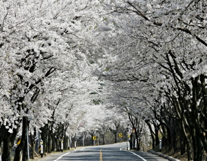 칠갑문화축제 4.19~4.21 개최!