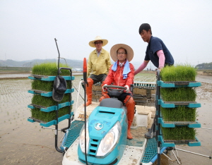 청양군 풍년농사 기원 첫 모내기