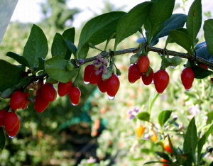 ‘지역특산물’  활용한 특허 획득!