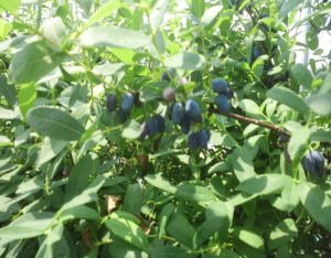 하니베리 수확 한창